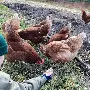 九游体育入口-布鲁克林篮网迎来里程碑备战中超集结日复出首秀引欢呼，杜兰特连续十二场比赛得分超过状态火爆直接炸裂